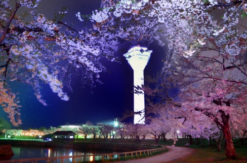 五稜郭公園の桜 クイーンズホテル千歳